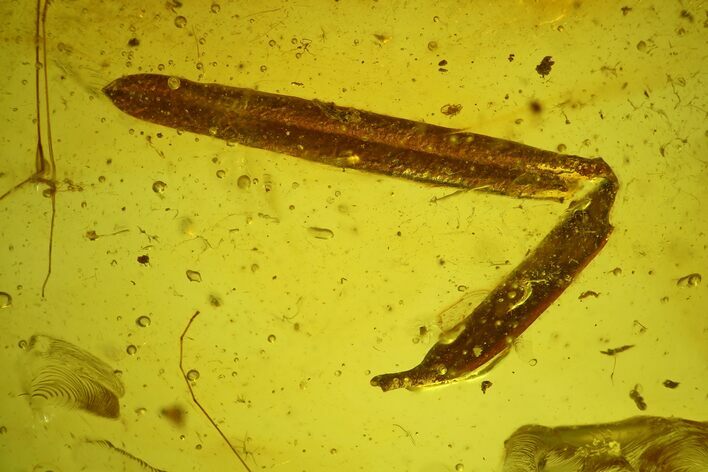 Detailed Fossil Plant Leaf (Gymnosperm) In Baltic Amber #207527